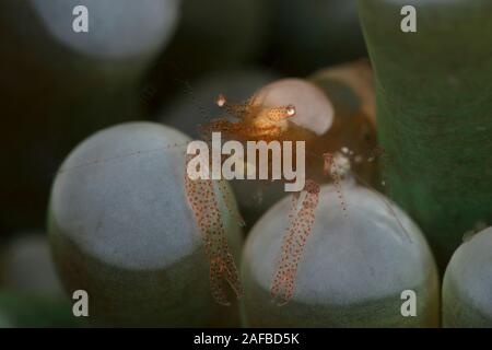 Eierschale Garnelen (Hamopontonia corallicola). Unterwasser Makrofotografie von Lembeh Strait, Indonesien Stockfoto