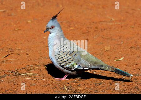 Spitzschopftaube, Ociphaps Lophotes, Northern Territory, Australien Stockfoto