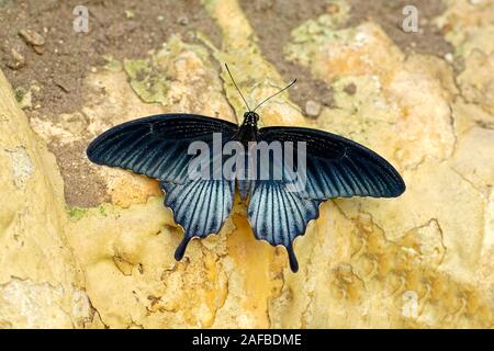 Kraehen Schwalbenschwanz, Papilio syfanius Stockfoto