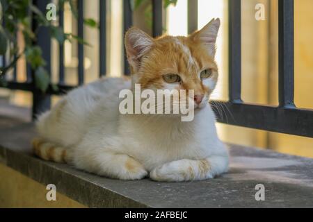 Katze ruht auf einem Zaun im heißen Sommer Tag Stockfoto