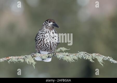 Portrait von Spotted Nussknacker (Nucifraga caryocatactes in Zweigstellen) Stockfoto