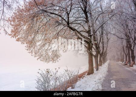 Die längste Linden Allee im Winter. schöne urbane Landschaft der Bahndamm im Schnee und Braun gefallene Laub abgedeckt. Bezaubernde nebligen Wetter in der Mo Stockfoto