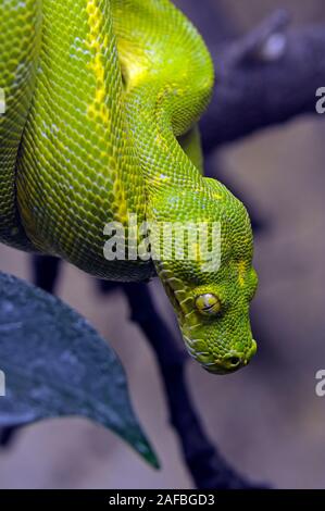 Grüner Baumpython - Morelia viridis Stockfoto