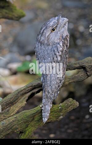 Froschmaul, Podargus strigoides, Queensland, Australien, Stockfoto