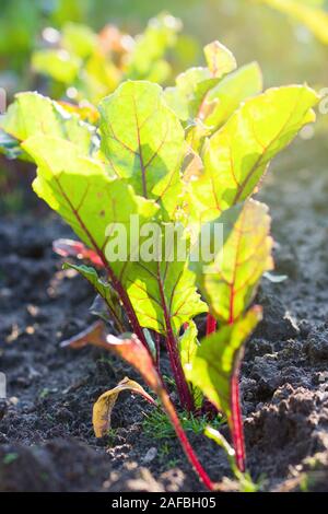 Rote Beete Pflanzen wachsen auf Gemüsebeet im sonnigen Tag Stockfoto