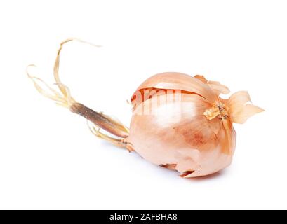 Prouted getrocknete Zwiebeln auf weißem Hintergrund Stockfoto