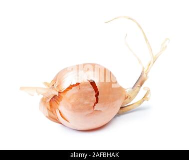 Prouted getrocknete Zwiebeln auf weißem Hintergrund Stockfoto