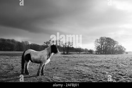 Ein einsamer cob Pferd inmitten von Wiesen und Bäumen am Horizont unter hellen Himmel im Herbst in Beverley, Yorkshire, UK. Stockfoto