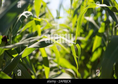 Foto von cornfield Zeile. Stockfoto