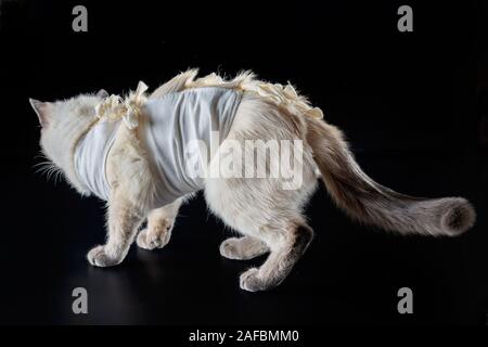Siamesische Katze in einer postoperativen Verband auf einem schwarzen Hintergrund. Stockfoto