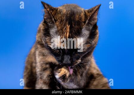 Schwarze und rote Schildkrötenkatze auf blauem Hintergrund Stockfoto