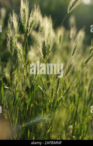 Ohren von Wilden grünen Gras mit Sonnenuntergang Sonne abgedeckt Stockfoto
