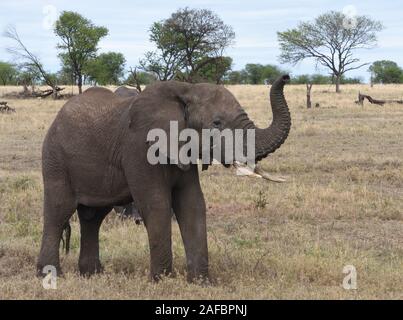 Ein junger Mann Afrikanischer Elefant (Loxodonta africana) erstreckt sich seinen Rüssel Geruch der Luft auf den Ansatz eines Fahrzeugs an. Serengeti National Park, Tanza Stockfoto