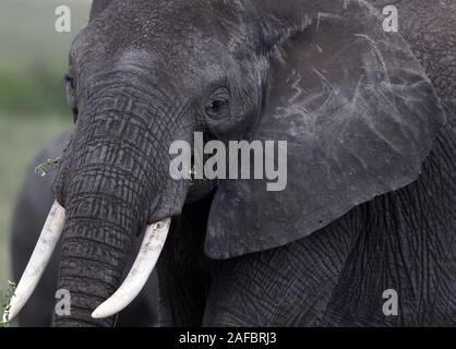 Porträt eines Afrikanischen Elefanten (Loxodonta africana). Serengeti-Nationalpark, Tansania. Stockfoto