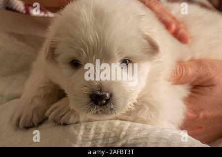 Weißer Welpe der Abruzzen Maremma Schäferhund oder Abruzzen Schäferhund. Italienische Hunderasse aus dem zentralitalienischen Apennin. Abruzzen, Italien Stockfoto