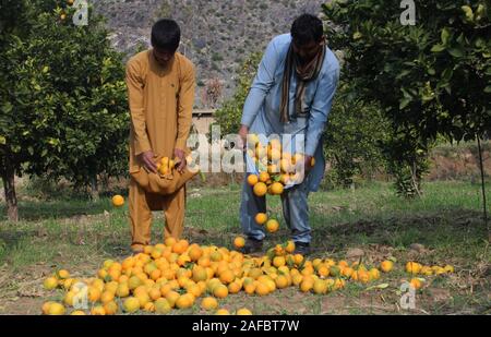 (191214) - KUNAR, Dez. 14, 2019 (Xinhua) - afghanische Männer arbeiten im Orange Garden in Shigal Bezirk der Provinz Kunar, östlichen Afghanistan, Dez. 14, 2019. (Foto von emran Waak/Xinhua) Stockfoto