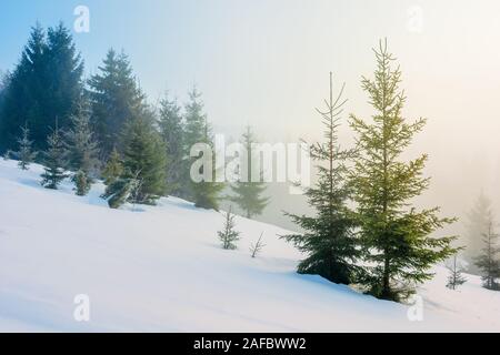 Wintermärchen Landschaft in den Bergen. schöne Natur Landschaft mit Nadelwald in Nebel und einige Bäume auf dem Schnee fichte Hang. Wundersc Stockfoto