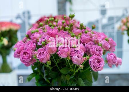 Frisches lila Rosen. Große, schöne Strauß lila Rosen. Stockfoto
