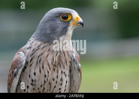 Nahaufnahme, Porträt der Turmfalke (Falco tinnunculus) Stockfoto