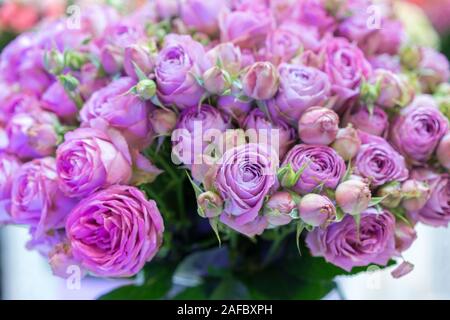 Frisches lila Rosen. Große, schöne Strauß lila Rosen. Stockfoto