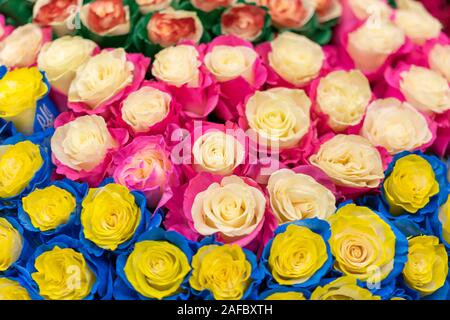 Mehrfarbige frische Rosen. Großen, schönen Blumenstrauß aus Rosen in verschiedenen Farben. Stockfoto