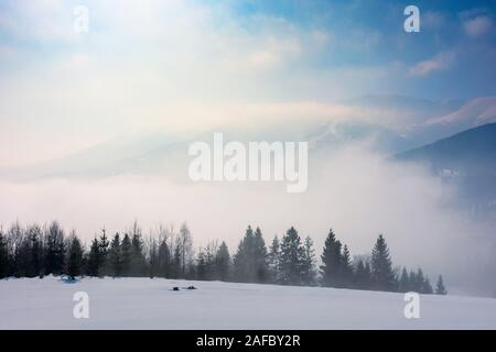 Fichtenwald auf einem schneebedeckten Berg Wiese. schöne winterliche Landschaft mit entfernten Ridge. Wunderbares sonniges Wetter mit Nebel und Dunst im Valle Stockfoto