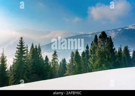 Fichtenwald auf einem schneebedeckten Berg Wiese. schöne winterliche Landschaft mit entfernten Ridge. Wunderbares sonniges Wetter mit Nebel und Dunst im Valle Stockfoto