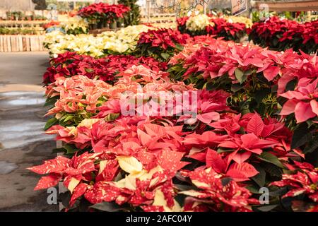 Schöne Weihnachtssterne blühen im Gewächshaus, für die Weihnachtszeit bereit. Stockfoto