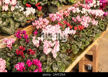 Schöne Alpenveilchen Pflanzen im Gewächshaus. Blüht in der Zeit für Urlaub. Stockfoto