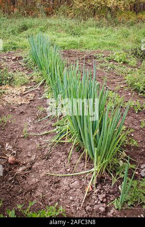 Eine Reihe von Zwiebeln in einem Garten bereit für die Ernte wächst Stockfoto