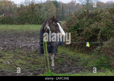 Muddy Skewbald Pferd hinter einem Zaun in Großbritannien. Stockfoto