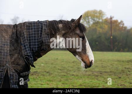 Muddy Skewbald Pferd in einem Essex schlammiges Feld, Stockfoto