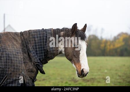 Muddy Skewbald Pferd in einem Essex schlammiges Feld, Stockfoto