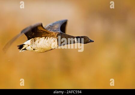 Atlantic Ringelgans im Flug gegen Salt Marsh Farben. Gateway NRA, New York Stockfoto