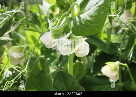 Verschiedene Erbse Blumen wachsen im Garten Stockfoto