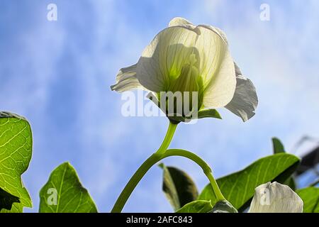 Die semi-Durchscheinendem Erbse Blume gegen den blauen Himmel Stockfoto