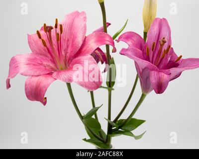 Schöne rosa Lilium Blume auf weißem Hintergrund Stockfoto