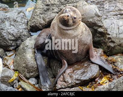 Neugierige kleine Fell Dichtung am felsigen Strand Stockfoto