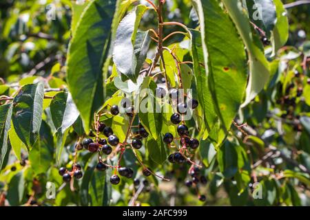 Blick über Rum Kirsche (Prunus serotina Ehrh.) Anlage. Stockfoto