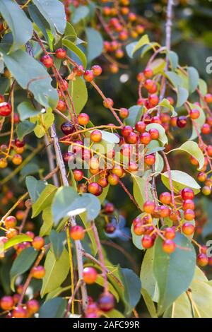 Blick über Rum Kirsche (Prunus serotina Ehrh.) Anlage. Stockfoto