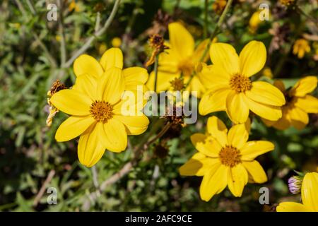 Blick über Orange Cosmos (Cosmos sulfureus Cav.) Blüte. Stockfoto