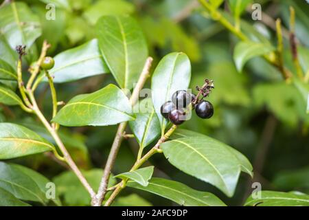 Blick über Cherry - laurel Obst (Prunus laurocerasus) Stockfoto