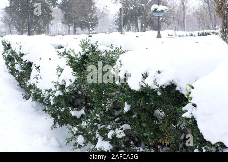 Fotos von Gebüsch im Park, im Schnee sind. Pflanzen im Park im Winter. Stockfoto