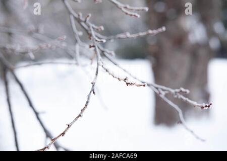 Fotos Zweige im Eis. Pflanzen im Park im Winter. Stockfoto