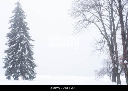 Foto im Winter im Schnee gegessen. Bäume und Pflanzen im Park im Winter. Stockfoto