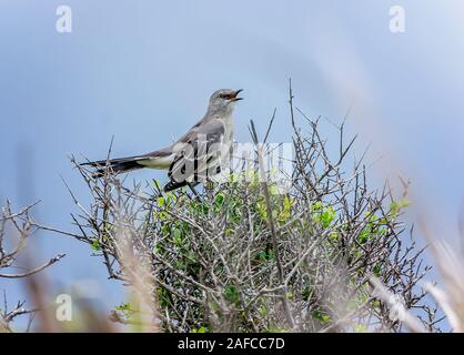 Ein graues kingbird Sitzstangen auf sein Nest in St. Joseph Peninsula State Park, Sept. 22, 2019, in Port St. Joe, Florida. Stockfoto