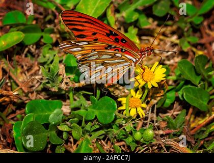 Ein fritillärer Schmetterling aus dem Golf (Agrulis vanillae) ernährt sich von gelben Blumen im St. Joseph Peninsula State Park in Port St. Joe, Florida. Stockfoto