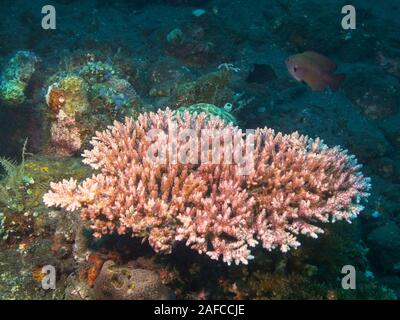 Pink acropora Korallen wachsen auf dem Liberty Wrack in Tulamben in Bali. Stockfoto