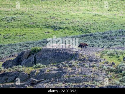 Grizzly Bear und Raben im Yellowstone Gebiet im Sommer Stockfoto