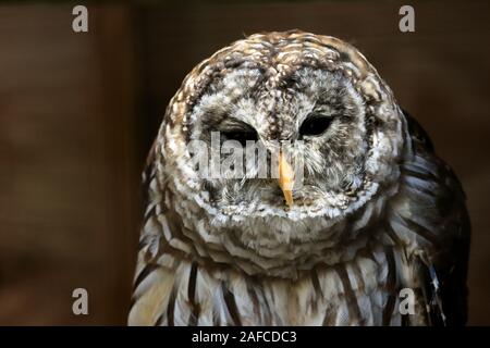 Eine nordische Eule, Strix Varia, im Hochformat gesperrt. Popcorn Park Zoo, Gegabelten River, New Jersey, USA Stockfoto